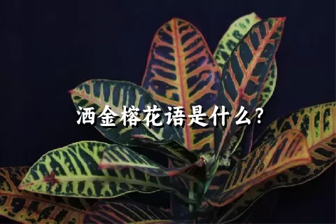 洒金榕花语是什么？