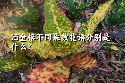 洒金榕不同朵数花语分别是什么？