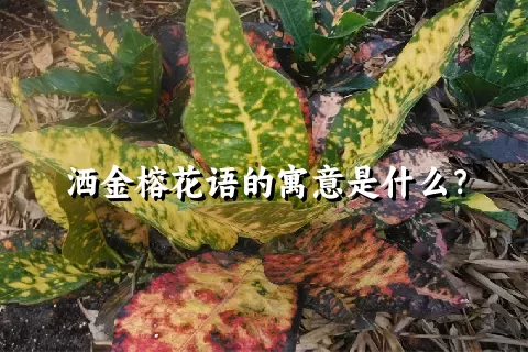 洒金榕花语的寓意是什么？