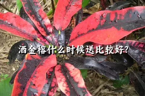 洒金榕什么时候送比较好？