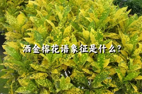 洒金榕花语象征是什么？