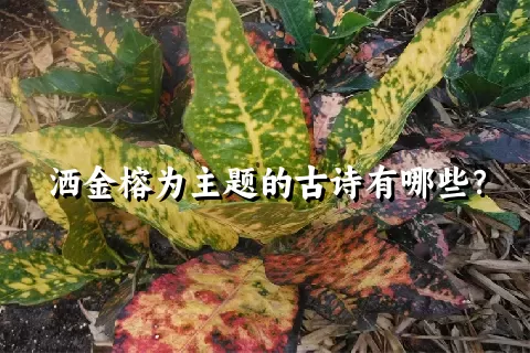 洒金榕为主题的古诗有哪些？