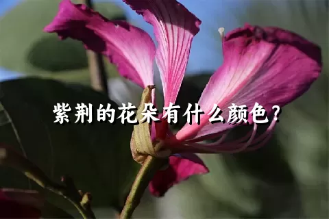 紫荆的花朵有什么颜色？