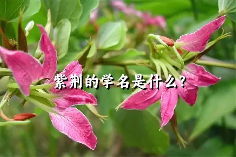 紫荆的学名是什么？