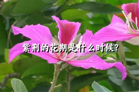 紫荆的花期是什么时候？