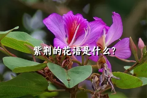 紫荆的花语是什么？