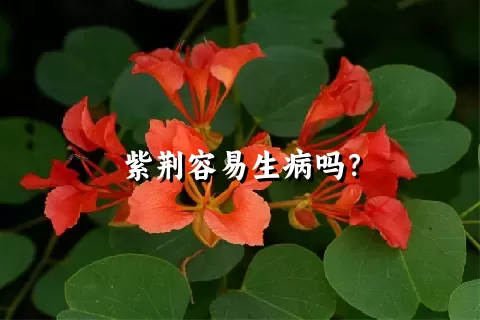 紫荆容易生病吗？