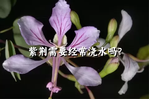 紫荆需要经常浇水吗？