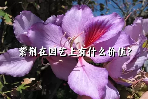 紫荆在园艺上有什么价值？