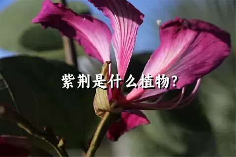 紫荆是什么植物？