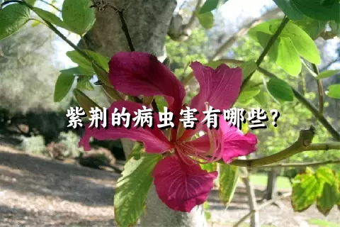 紫荆的病虫害有哪些？