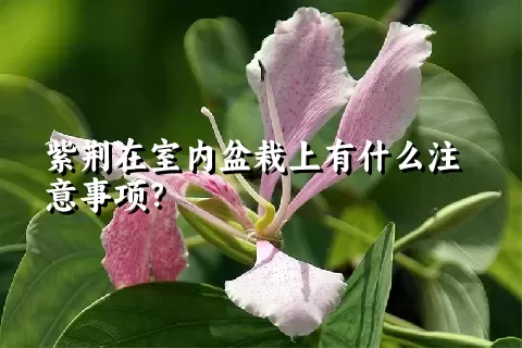 紫荆在室内盆栽上有什么注意事项？