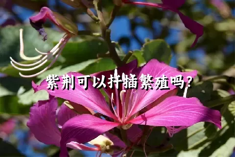 紫荆可以扦插繁殖吗？