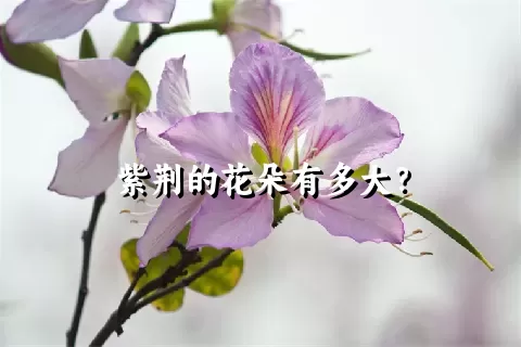 紫荆的花朵有多大？