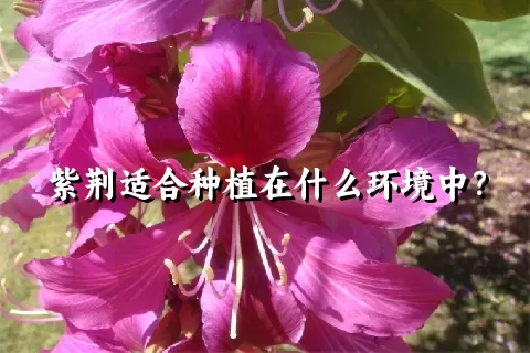 紫荆适合种植在什么环境中？