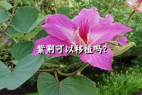 紫荆可以移植吗？