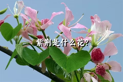 紫荆是什么花？