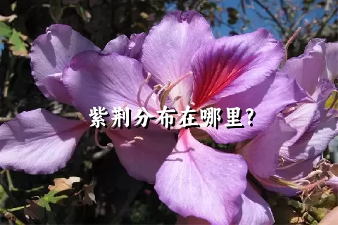 紫荆分布在哪里?