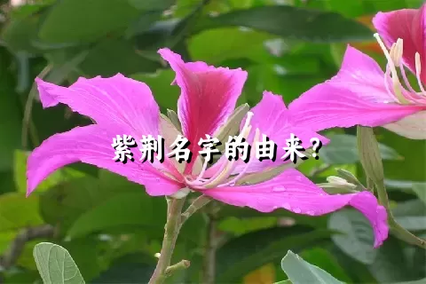 紫荆名字的由来？