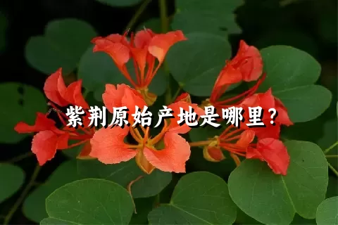 紫荆原始产地是哪里？