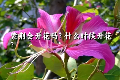 紫荆会开花吗？什么时候开花？