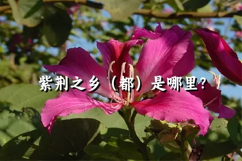 紫荆之乡（都）是哪里？