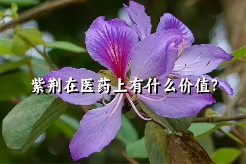 紫荆在医药上有什么价值？