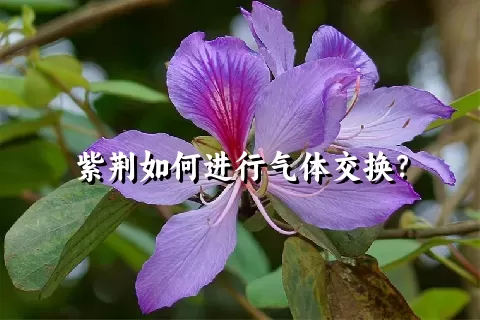 紫荆如何进行气体交换？