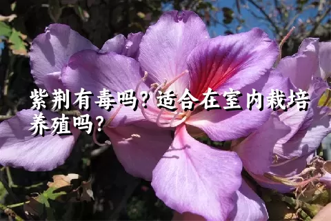 紫荆有毒吗？适合在室内栽培养殖吗？