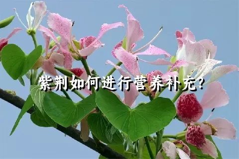 紫荆如何进行营养补充？