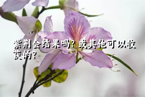 紫荆会结果吗？或其他可以收获的？