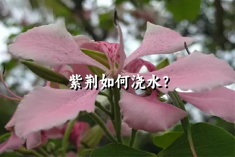 紫荆如何浇水？