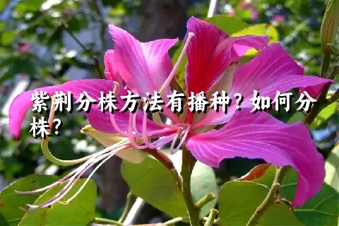 紫荆分株方法有播种？如何分株？