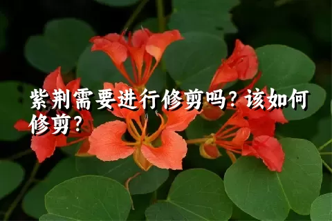 紫荆需要进行修剪吗？该如何修剪？