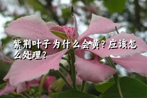 紫荆叶子为什么会黄？应该怎么处理？