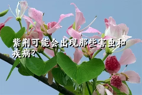 紫荆可能会出现那些害虫和疾病？