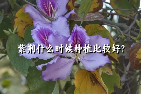 紫荆什么时候种植比较好？