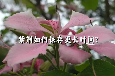 紫荆如何保存更长时间？