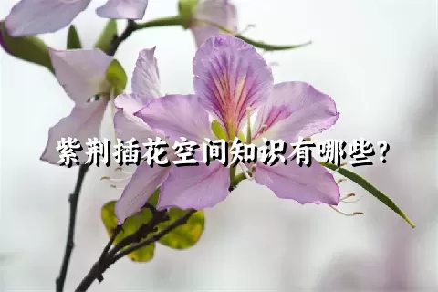 紫荆插花空间知识有哪些？