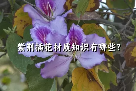 紫荆插花材质知识有哪些？