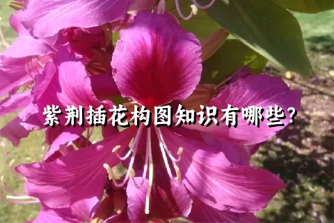 紫荆插花构图知识有哪些？