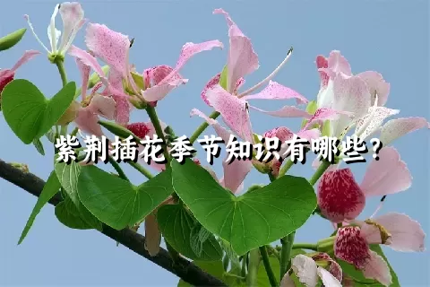 紫荆插花季节知识有哪些？