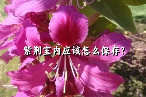 紫荆室内应该怎么保存？