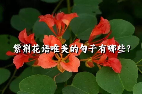 紫荆花语唯美的句子有哪些？