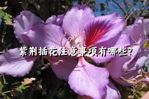 紫荆插花注意事项有哪些？