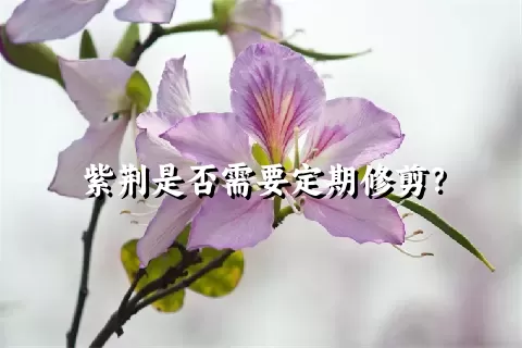 紫荆是否需要定期修剪？