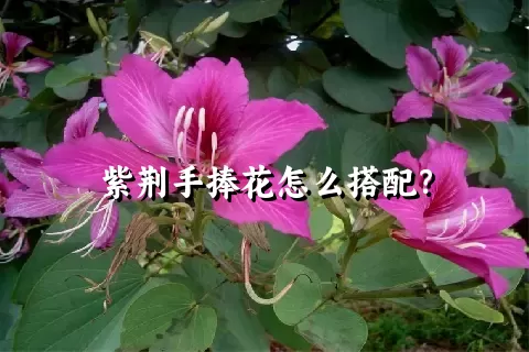 紫荆手捧花怎么搭配？