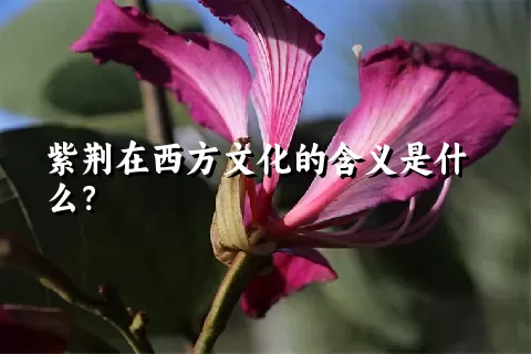 紫荆在西方文化的含义是什么？