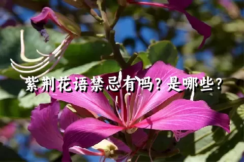 紫荆花语禁忌有吗？是哪些？