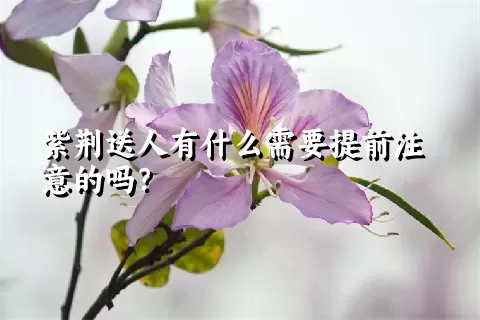 紫荆送人有什么需要提前注意的吗？